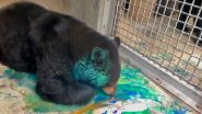 Viral Video: मनमोहक काले भालू ने रचनात्मक साइड को किया उजागर, पेंट के साथ खेलने का क्यूट वीडियो वायरल